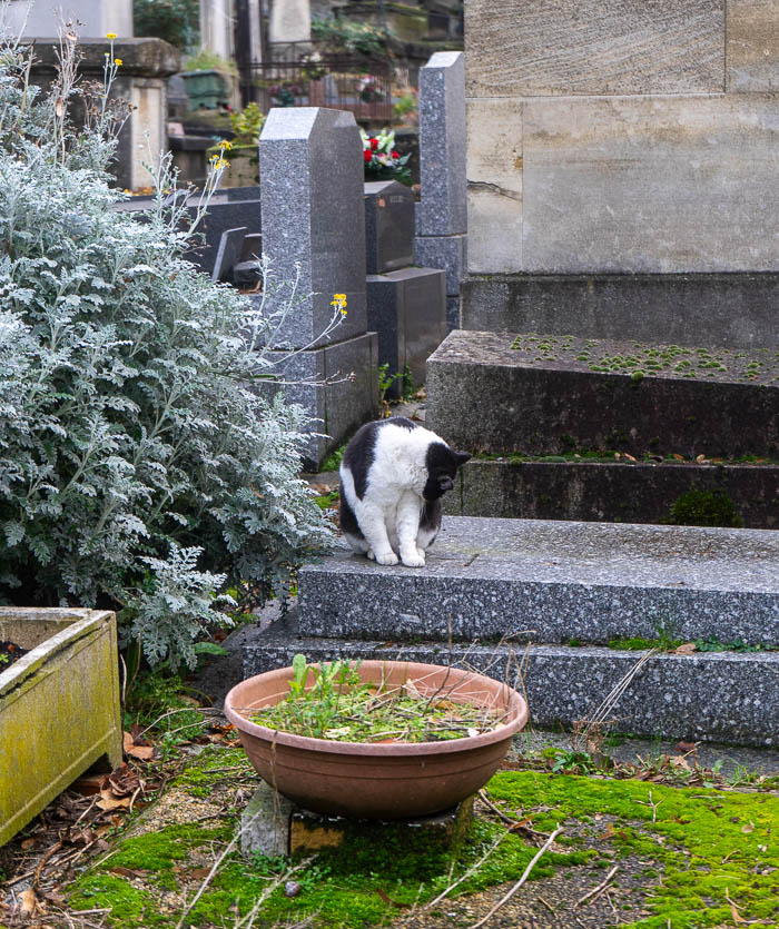 cats Montmartre Cemetery